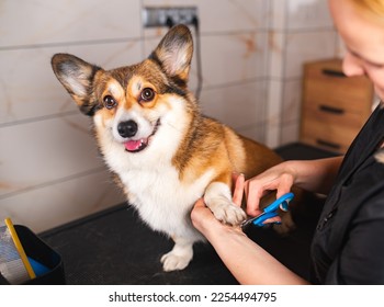 Welsh corgi Pembroke dog having nails clipped - Shutterstock ID 2254494795