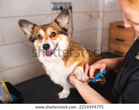 Welsh corgi Pembroke dog having nails clipped