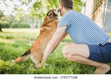 Welsh Corgi Pembroke Dog Jumping On An Owner And Kissing, Greeting And Being Very Happy