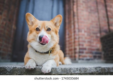 Welsh corgi pembroke dog laying down on the stairs in from of the house, guarding, licking lips as a claming signal - Shutterstock ID 1745033684