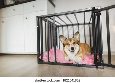 Welsh corgi pembroke dog in an open crate during a crate training, happy and relaxed - Shutterstock ID 1821541862