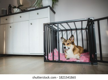 Welsh Corgi Pembroke Dog In An Open Crate During A Crate Training, Happy And Relaxed