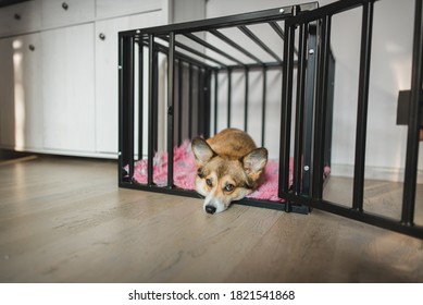 Welsh Corgi Pembroke Dog In An Open Crate During A Crate Training, Happy And Relaxed