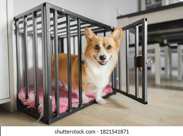 Welsh corgi pembroke dog in an open crate during a crate training, happy and relaxed