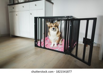 Welsh Corgi Pembroke Dog In An Open Crate During A Crate Training, Happy And Relaxed