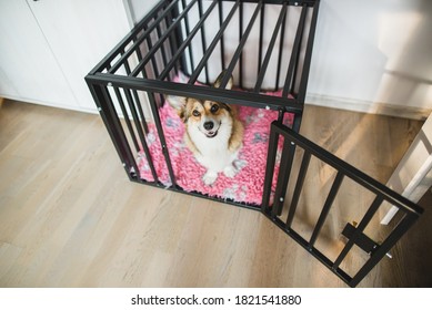 Welsh Corgi Pembroke Dog In An Open Crate During A Crate Training, Happy And Relaxed