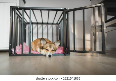 Welsh Corgi Pembroke Dog In An Open Crate During A Crate Training, Happy And Relaxed