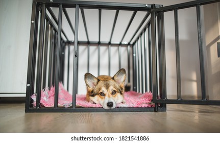 Welsh Corgi Pembroke Dog In An Open Crate During A Crate Training, Happy And Relaxed