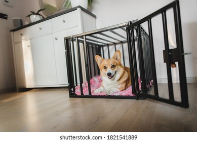 Welsh Corgi Pembroke Dog In An Open Crate During A Crate Training, Happy And Relaxed