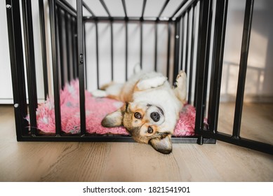 Welsh corgi pembroke dog in an open crate during a crate training, happy and relaxed - Shutterstock ID 1821541901