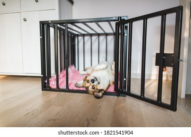 Welsh Corgi Pembroke Dog In An Open Crate During A Crate Training, Happy And Relaxed