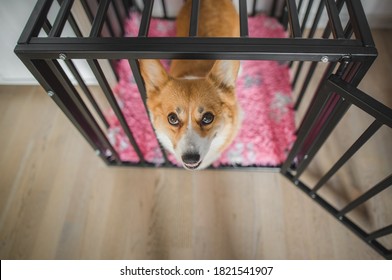 Welsh Corgi Pembroke Dog In An Open Crate During A Crate Training, Happy And Relaxed