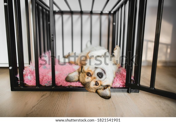 Welsh corgi pembroke dog in an open crate\
during a crate training, happy and\
relaxed