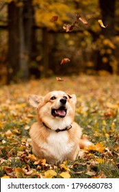 Welsh corgi pembroke dog plays with fallen autumn leaves