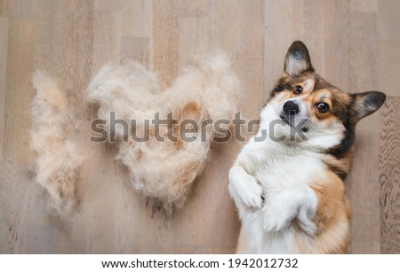 welsh corgi Pembroke dog with shredded fur photo