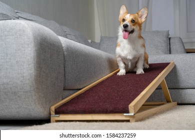 A Welsh Corgi Pembroke Dog,, Sits On A Home Ramp. Safe Of Back Health In A Small Dog.