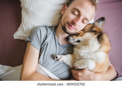 Welsh Corgi Pembroke Dog Sleeping With Owner In Bed, Cute And Hugging