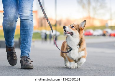 Welsh corgi pembroke dog walking nicely on a leash with an owner during a walk in the city - Shutterstock ID 1342380161