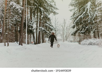 Welsh Corgi Pembroke Dog Walking Nicely On A Leash With An Owner During A Walk In Winter Park