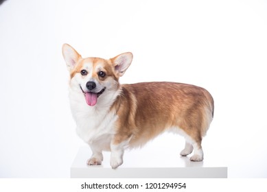 Welsh Corgi Pembroke Isolated On White