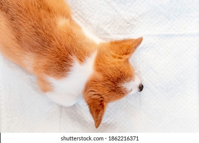 Welsh Corgi Pembroke Laying On Absorbent Sheet At Home Interior. Dog And Puppy Pee. Potty Training Pads For Pets. 