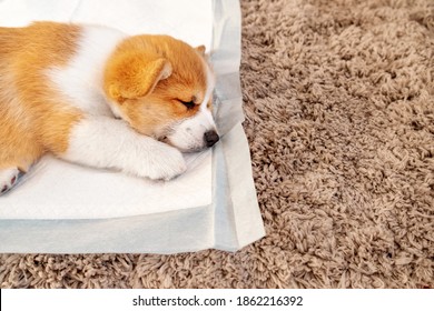 Welsh Corgi Pembroke laying on absorbent sheet at home interior. Dog and puppy pee. Potty training pads for pets. 