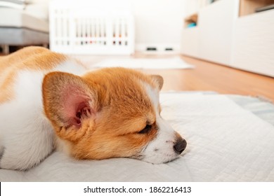 Welsh Corgi Pembroke Laying On Absorbent Sheet At Home Interior. Dog And Puppy Pee. Potty Training Pads For Pets. 