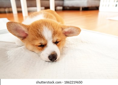 Welsh Corgi Pembroke Laying On Absorbent Sheet At Home Interior. Dog And Puppy Pee. Potty Training Pads For Pets. 