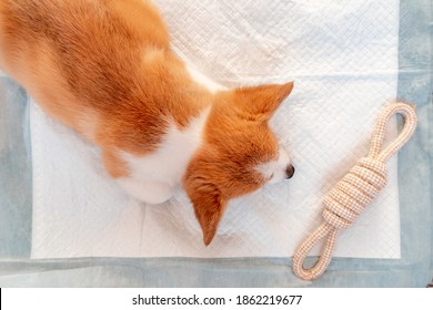 Welsh Corgi Pembroke Laying On Absorbent Sheet At Home Interior. Dog And Puppy Pee. Potty Training Pads For Pets. 