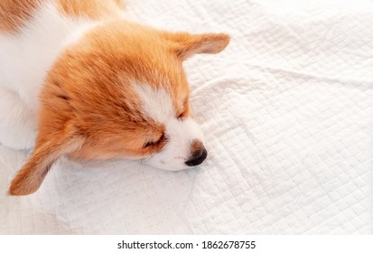 Welsh Corgi Pembroke Laying On Absorbent Sheet At Home Interior. Dog And Puppy Pee. Potty Training Pads For Pets. 