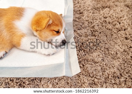 Welsh Corgi Pembroke laying on absorbent sheet at home interior. Dog and puppy pee. Potty training pads for pets. 