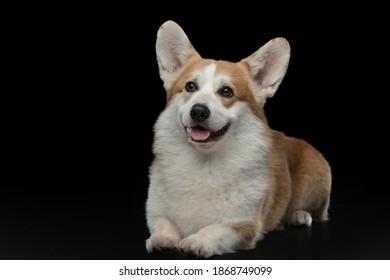 Black Corgi Fotos Imagenes Y Otros Productos Fotograficos De Stock Shutterstock