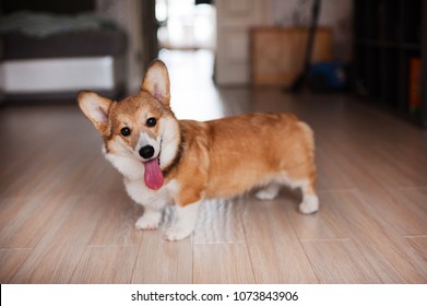 Welsh Corgi Pembroke Puppy At Home, Happy Smiling Dog.