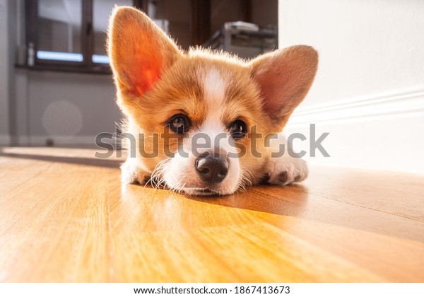Welsh corgi pembroke puppy laying at home. Light\
effect. Animal safety. World Pet Day. Concept image for veterinary\
clinics, sites about\
dogs[
