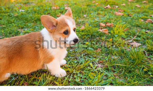 Welsh corgi pembroke puppy on grass meadow. Animal\
safety. World Pet Day. Concept image for veterinary clinics, sites\
about dogs. Banner