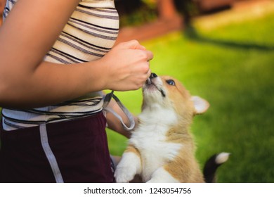 Welsh Corgi Pembroke Puppy Playing, Biting Pants And Misbehaving