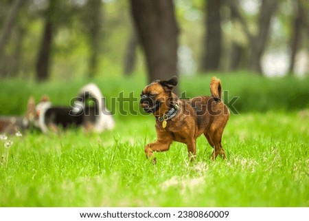 Similar – Image, Stock Photo Margaret Dog Grass Green