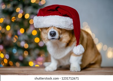 4,766 Corgi Christmas Images, Stock Photos & Vectors 