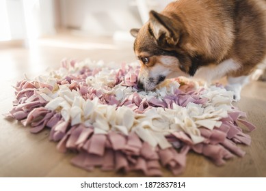 dog on a mat