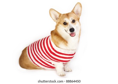 Welsh Corgi Pembroke In Sweater