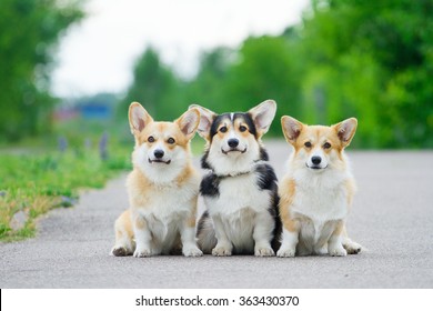 Three Dogs High Res Stock Images Shutterstock