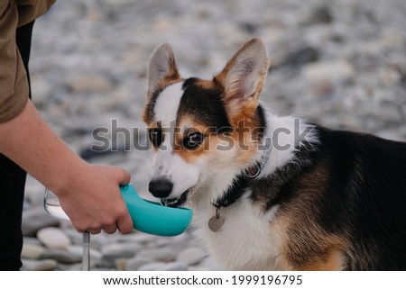 Welsh Corgi Pembroke Tricolor sits on pebble beach and thirstily drinks water from dog drinker politely offered by man. Owner holds water bottle with his hand and dog quenches his thirst.