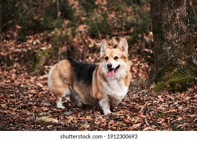 Welsh corgi Pembroke tricolor walks through autumn forest and enjoys life. Worlds smallest sheepdog. English shepherd dog breed.
