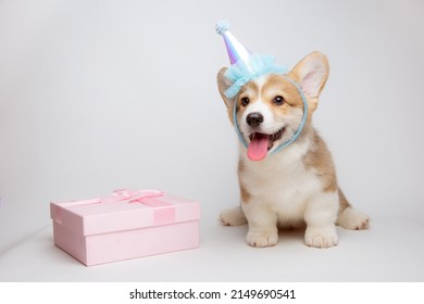 Welsh Corgi Puppy Celebrates Birthday With Birthday Present On White Background