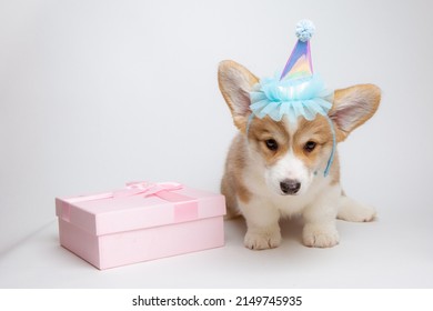 Welsh Corgi Puppy Celebrates Birthday With Birthday Present On White Background