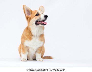 Welsh Corgi puppy in full growth on a white background