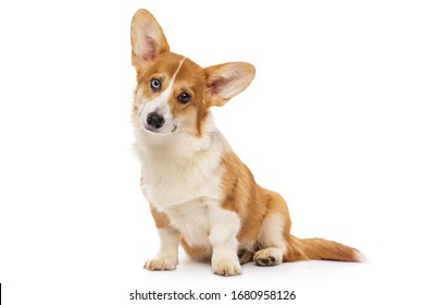 Welsh Corgi Puppy, Isolated On A White Background