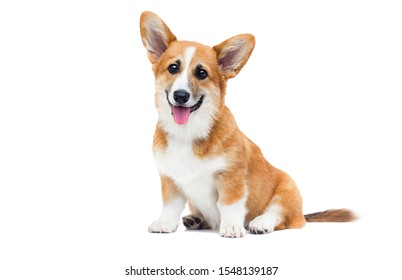 Welsh Corgi Puppy Looks Up On An Isolated Background