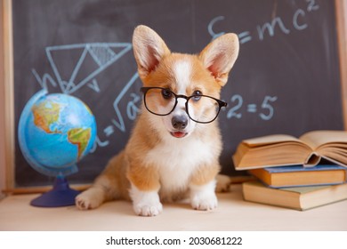 welsh corgi puppy student with glasses on the background of a blackboard with books in school. cute adorable pets puppies - Shutterstock ID 2030681222