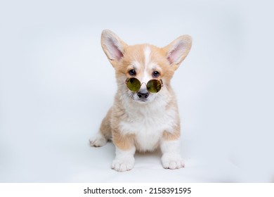 A Welsh Corgi Puppy In Sunglasses Sits On A White Background